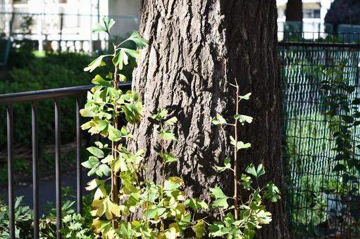 公園の木 公園の木の写真
