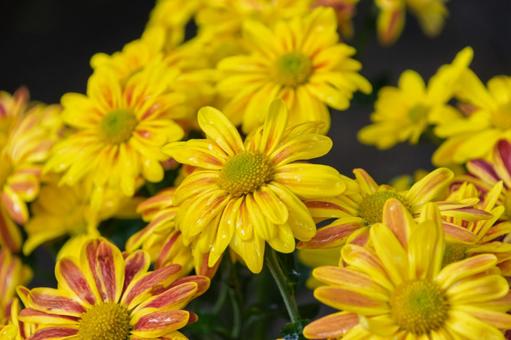 黄色と赤の模様が美しい秋菊 黄色と赤の模様が美しい秋菊 菊,黄色,赤の写真素材