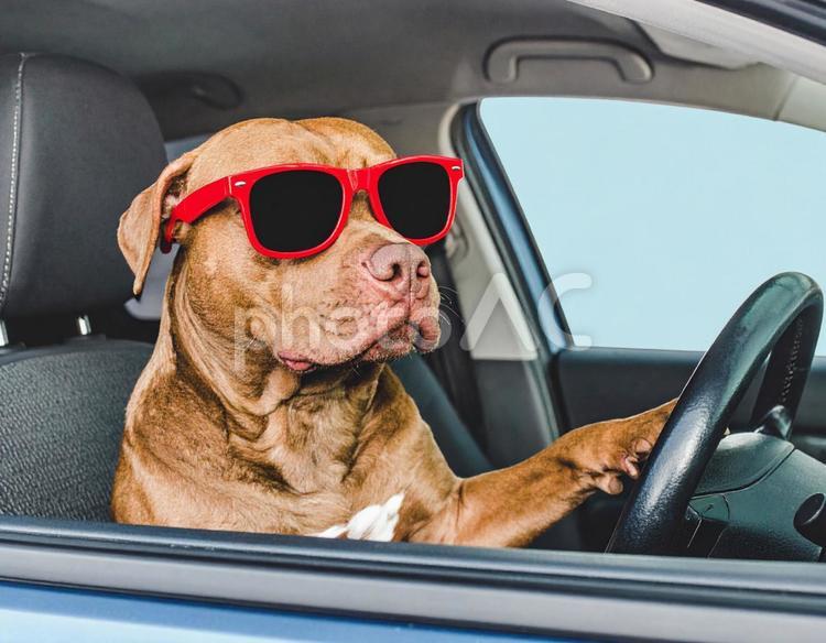 犬の運転手さん5 運転,犬,ドライバーの写真素材