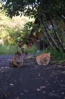 2匹の野良猫 野良猫,2匹,動物の写真素材