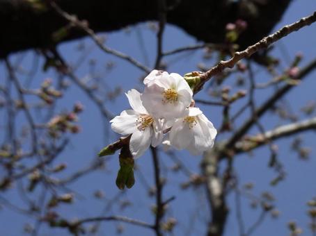 枝の一部、早くも開花したソメイヨシノ 枝の一部、早くも開花したソメイヨシノの写真