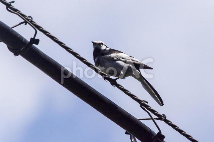 干潟のハクセキレイ1（田原市） ハクセキレイ,野鳥,汐川干潟の写真素材