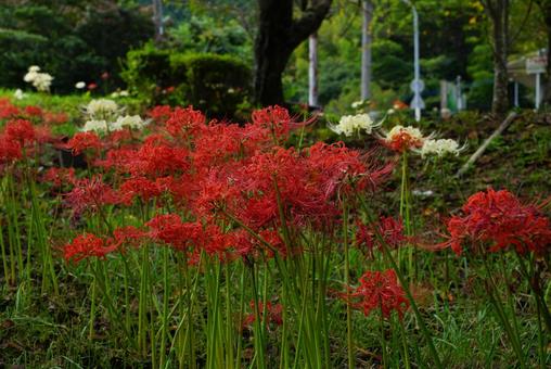 ヒガンバナ ヒガンバナ 彼岸花,白,植物の写真素材