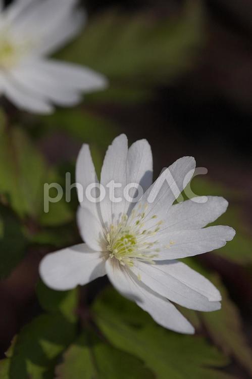山野草　アズマイチゲ まるぼけ,イチゲ,キンポウゲ科の写真素材
