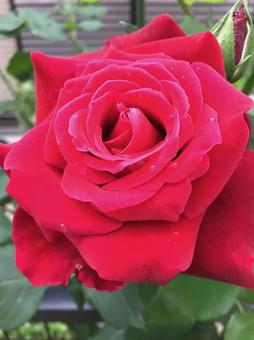 バラの花 バラの花の写真
