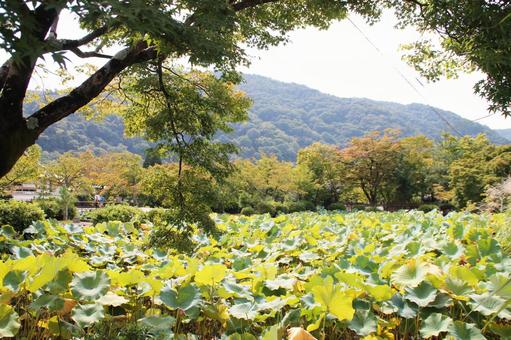 蓮池の写真