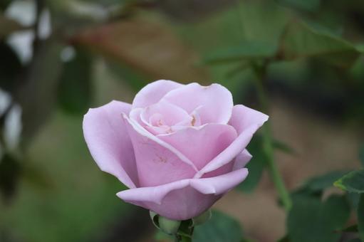 薄ピンクのバラの花のアップの写真