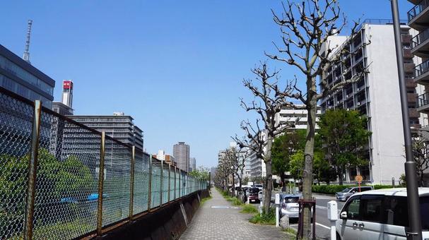 初夏の東京・横十間川沿いの江東・墨田の街 初夏の東京・横十間川沿いの江東・墨田の街 初夏,東京都,横十間川の写真素材