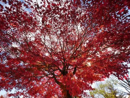 背景に合う紅葉 背景に合う紅葉 紅葉,秋,自然の写真素材