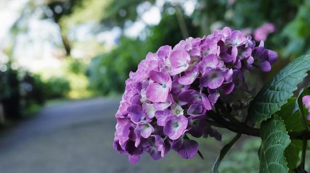 Hydrangea, JPG