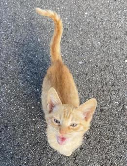 茶トラ猫 茶トラ猫の写真