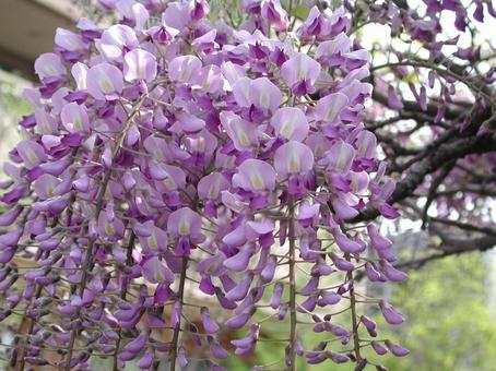 Photo, ফ্লোরেট ঘন, রুম মত, পাশে ঝুলিয়া পড়া, 