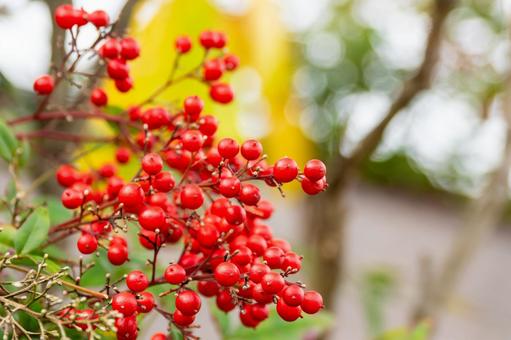 ナンテンの実⑴ 実,ナンテン,植物の写真素材