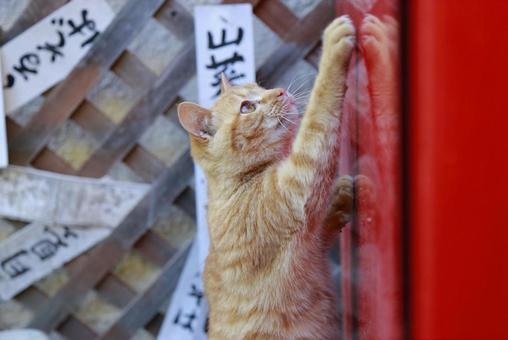のらねこ のらねこの写真