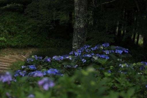 紫陽花 紫陽花の写真