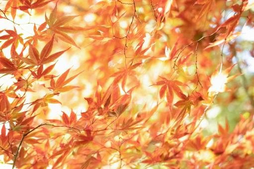 Red-stained autumn leaves, JPG