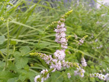 ペパーミントの花 ペパーミント,花,ミントの写真素材