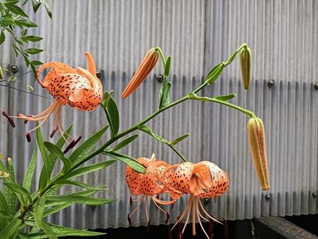 彼岸花 彼岸花 お彼岸,オレンジ,癒しの写真素材