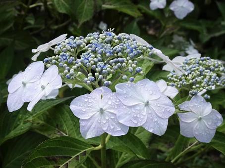 雨に濡れる紫陽花 雨に濡れる紫陽花の写真