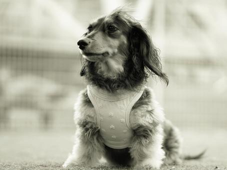 犬のモノクロポートレート 犬のモノクロポートレート 犬,カニンヘンダックスフンド,小型犬の写真素材