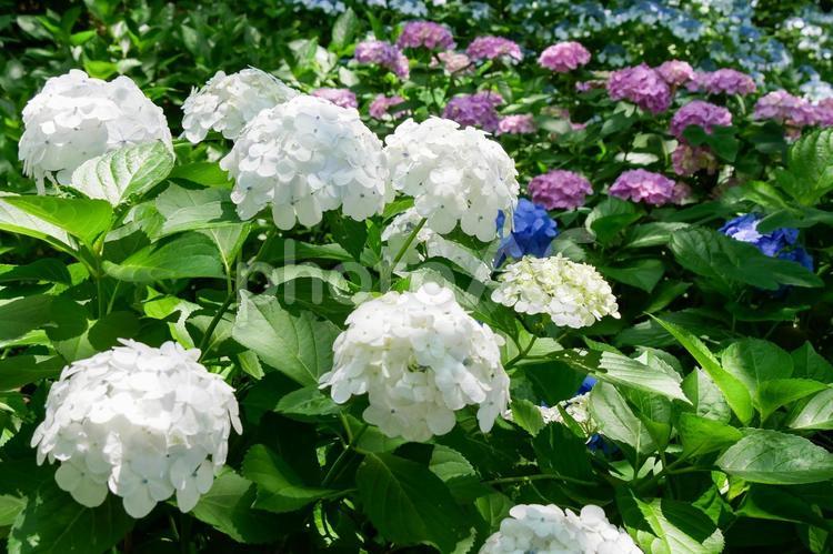あじさい　権現堂公園 あじさい,アジサイ,紫陽花の写真素材