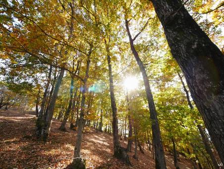 黄葉した林の写真