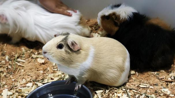 モルモット モルモット モルモット,小動物,ペットの写真素材