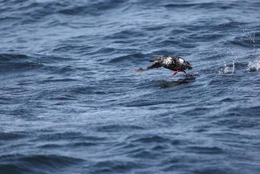 ウミバト ウミバトの写真