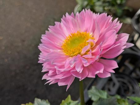 ダリアの花です ダリアの花です ダリア,大輪,花の写真素材