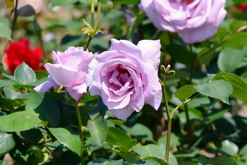 薔薇 ブルームーン 薔薇 ブルームーン 薔薇,ブルームーン,青の写真素材
