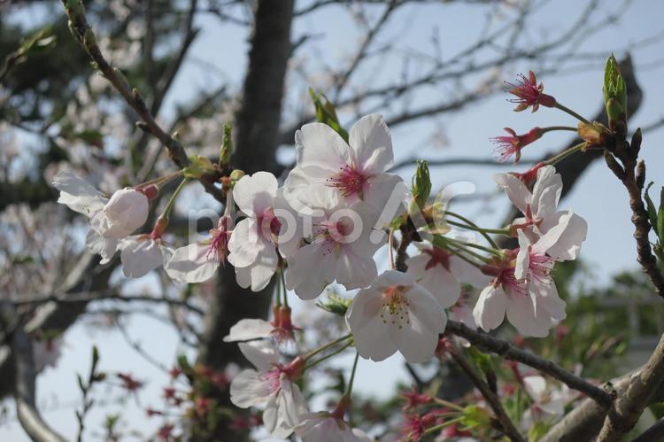 ソメイヨシノ桜の開花 ソメイヨシノ,桜,満開の写真素材