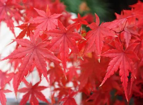 『百人一首』にも登場 紅葉,植物,自然の写真素材
