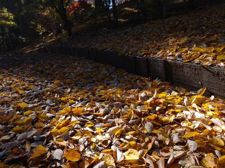 落ち葉 外,木々,落ちるの写真素材