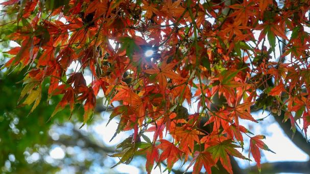 赤く染まるもみじの葉 もみじ,紅葉,葉の写真素材