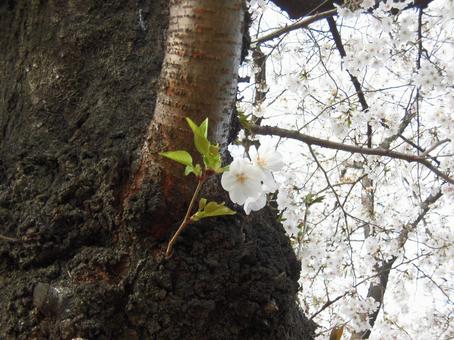 幹に咲く桜② 幹に咲く桜② 桜,ボタニカル,植物の写真素材