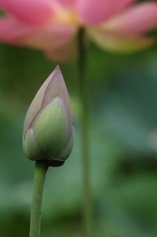 Photo, bud of lotus, lotus, a lotus, 