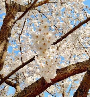 満開の桜 桜,満開,空の写真素材
