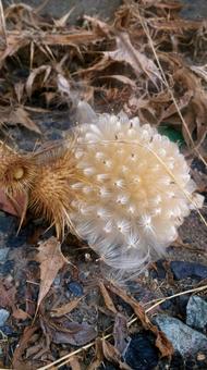fluff, JPG