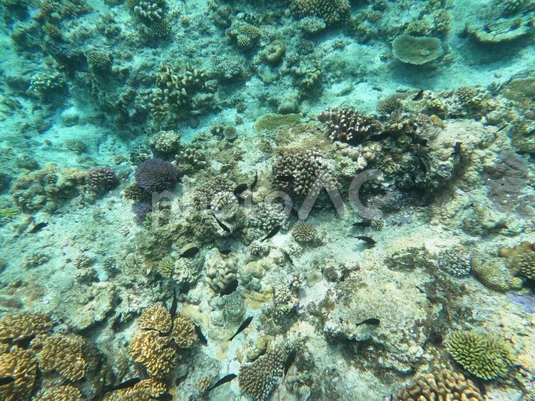 沖縄の那覇付近の海の中 海,海中,水中の写真素材