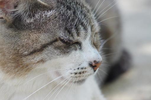 ねこ 箱座り,飼い猫,家猫の写真素材
