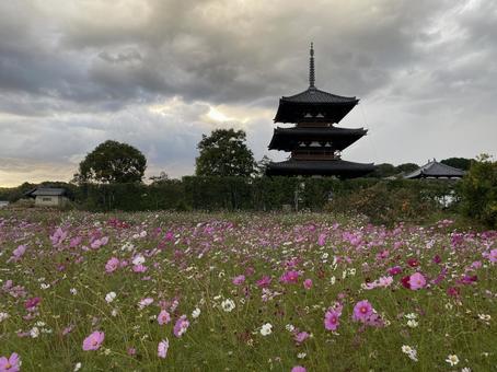 法起寺とコスモス 法起寺とコスモスの写真
