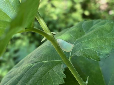 桑の木に止まっているアオバハゴロモ 桑の木に止まっているアオバハゴロモの写真