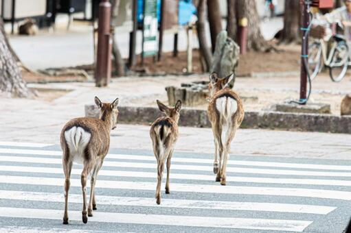 奈良公園の鹿さん7 鹿,奈良公園,東大寺の写真素材