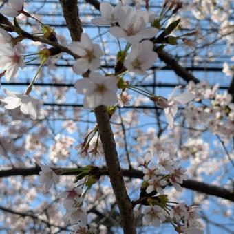 満開の桜の花 満開の桜の花の写真