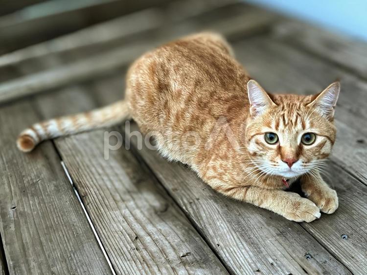 こちらを見つめる猫 ネコ,茶トラ,ペットの写真素材