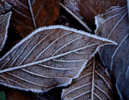 冬の朝の霜のついた葉っぱ2 冬,葉っぱ,朝の写真素材