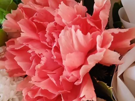 カーネーション カーネーションの写真