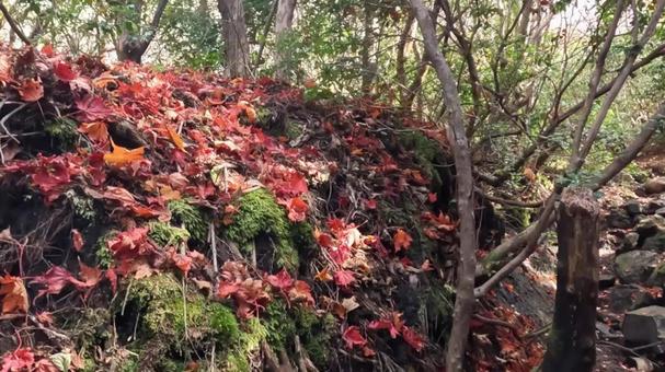 秋の山 秋の山の写真