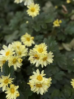 黄色い花とアブ アブ,花,黄色の写真素材