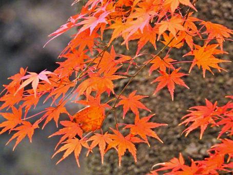 autumn leaves, JPG